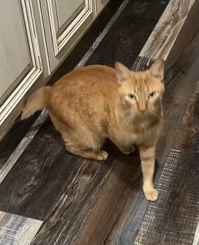 Rescue Tabby Cats for Adoption in Humble, Texas - Cheddar | PetCurious