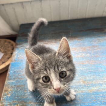 Clover -  Domestic Short Hair Cat for Adoption in Clifton, New Jersey - Clover | PetCurious