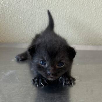 Shiva -  Domestic Short Hair Cat for Adoption in Clavet, Saskatchewan - Shiva | PetCurious