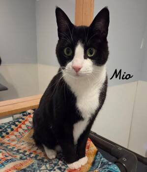 Mio -  Domestic Short Hair Cat for Adoption in Naugatuck, Connecticut - Mio | PetCurious