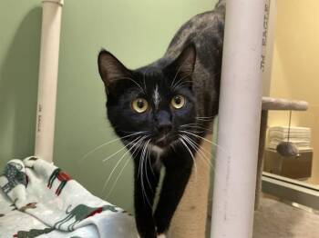 Domestic Short Hair Cats Available for Adoption in Tustin, California - RIZZO | PetCurious