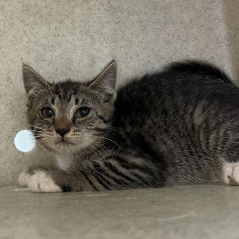 Doodle -  Domestic Short Hair Cat for Adoption in Philadelphia, Pennsylvania - Doodle | PetCurious