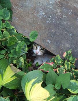 Cassia (Cash-uh) -  Domestic Short Hair Cat for Adoption in Portland, Indiana - Cassia (Cash-uh) | PetCurious