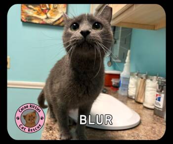 Blur -  Domestic Short Hair Cat for Adoption in Hershey, Pennsylvania - Blur | PetCurious