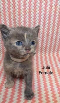 Julii -  Dilute Tortoiseshell Cat Available for Adoption in Clarksville, Tennessee - Julii | PetCurious