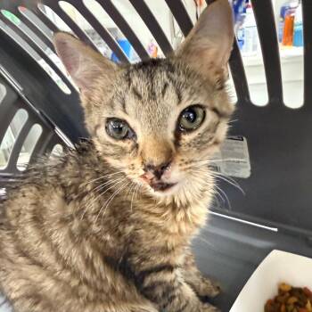 Bug -  Domestic Short Hair Cat for Adoption in Indianapolis, Indiana - Bug | PetCurious