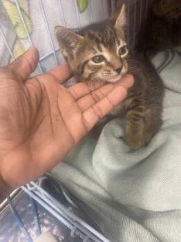 Natalie -  Domestic Short Hair Cat for Adoption in Gainesville, Florida - Natalie | PetCurious