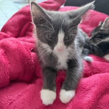 Olive C12232 -  Domestic Short Hair Cat for Adoption - Olive C12232 | PetCurious