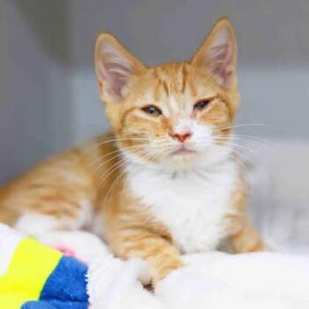 Enid -  Domestic Short Hair Cat for Adoption in Atlanta, Georgia - Enid | PetCurious