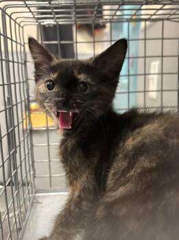 Domestic Short Hair Cats Available for Adoption in Las Vegas, Nevada - SPRUCE | PetCurious
