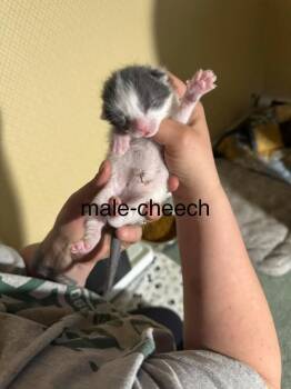 Cheech -  Domestic Short Hair Cat for Adoption in Glenfield, New York - Cheech | PetCurious