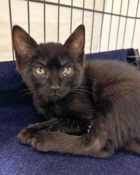 Rescue Domestic Short Hair Cats for Adoption in Novato, California - Kokomo | PetCurious