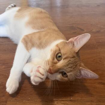 Fontina -  Domestic Short Hair Cat for Adoption in Lewis Center, Ohio - Fontina | PetCurious