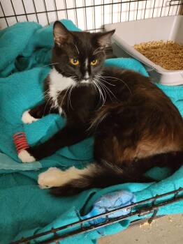 Skip -  Domestic Medium Hair Cat for Adoption in Kankakee, Illinois - Skip | PetCurious