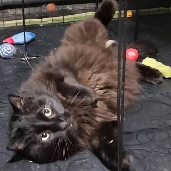 Murphy -  Domestic Long Hair Cat for Adoption in Mayfield, New York - Murphy | PetCurious