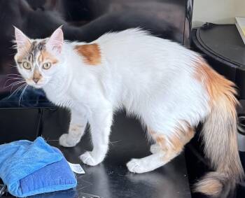Calico Cats Available for Adoption in Brampton, Ontario - Wiwi | PetCurious