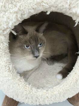 Tippy -  Siamese Cat for Adoption in West Palm Beach, Florida - Tippy | PetCurious