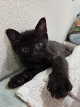 Frodo -  Domestic Short Hair Cat for Adoption in Columbia, Missouri - Frodo | PetCurious