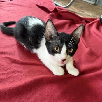 OTIS -  Domestic Short Hair Cat for Adoption in Kyle, Texas - OTIS | PetCurious