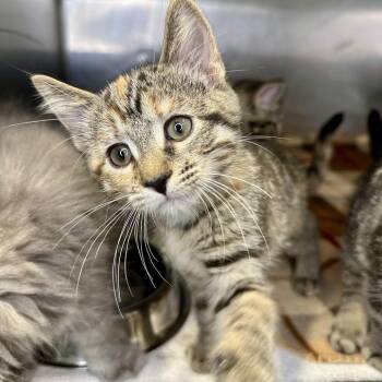 One Phone Call -  Domestic Short Hair Cat for Adoption in Matteson, Illinois - One Phone Call | PetCurious