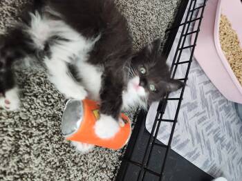 Nanette -  Domestic Medium Hair Cat for Adoption in Fruit Heights, Utah - Nanette | PetCurious