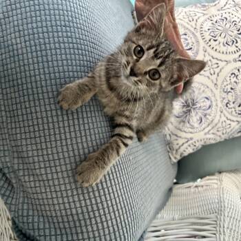 Gillian -  Domestic Short Hair Cat for Adoption in West Deptford, New Jersey - Gillian | PetCurious