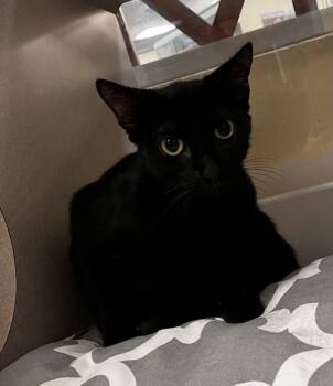 Mindy -  Domestic Short Hair Cat for Adoption in Stratham, New Hampshire - Mindy | PetCurious