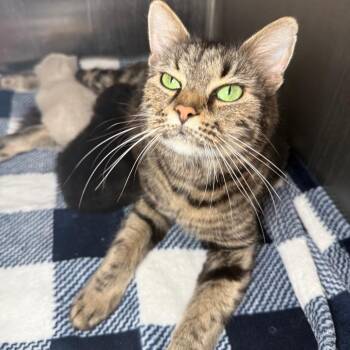 Domestic Medium Hair Cats Available for Adoption in Asheville, North Carolina - Norma | PetCurious