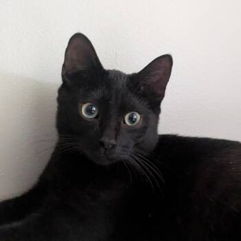Espresso C71105 -  Domestic Short Hair Cat for Adoption in Minnetonka, Minnesota - Espresso C71105 | PetCurious