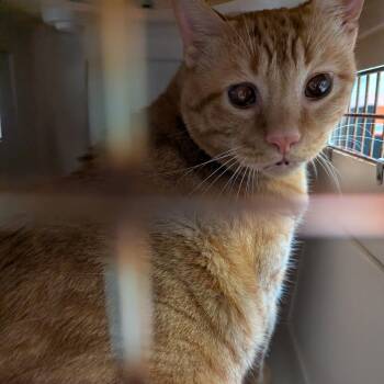 Hopper -  Domestic Short Hair Cat for Adoption in Charlottesville, Virginia - Hopper | PetCurious