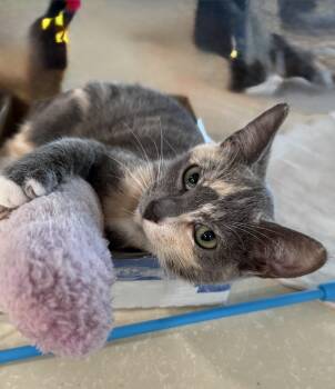 Domestic Short Hair Cats Available for Adoption - Tessa | PetCurious