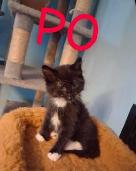 Po -  Domestic Long Hair Cat for Adoption in Miami, Oklahoma - Po | PetCurious