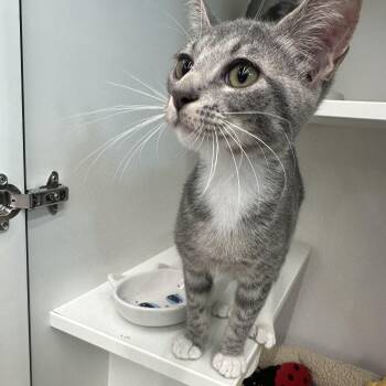 Houdini -  Domestic Short Hair Cat for Adoption in Powdersville, South Carolina - Houdini | PetCurious