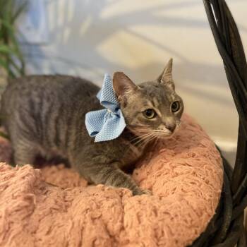 Strawberry Shortcake -  Domestic Short Hair Cat for Adoption in Houston, Texas - Strawberry Shortcake | PetCurious