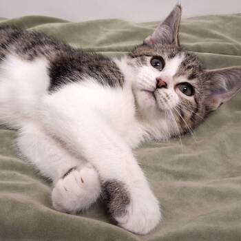 Connor -  Domestic Short Hair Cat for Adoption in Belmont, New York - Connor | PetCurious