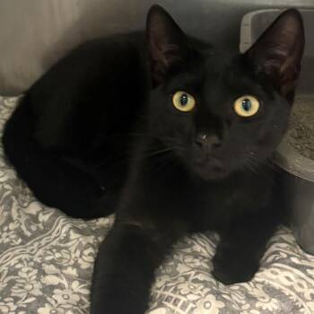 Hades -  Domestic Short Hair Cat for Adoption in East Hanover, New Jersey - Hades | PetCurious