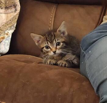 Marmie -  Domestic Short Hair Cat for Adoption in Great Bend, Kansas - Marmie | PetCurious