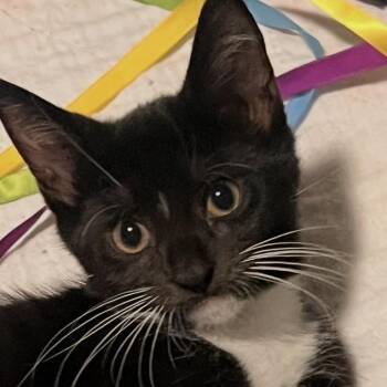 Piney -  Domestic Short Hair Cat for Adoption in Inman, South Carolina - Piney | PetCurious