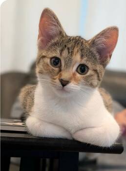 Lily -  Domestic Short Hair Cat for Adoption in Stratford, Ontario - Lily | PetCurious