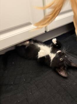 Domestic Short Hair Cats Available for Adoption in Camden, South Carolina - Chatterbox | PetCurious