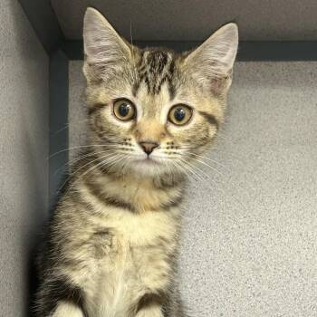 Domestic Short Hair Cats Available for Adoption in Evansville, Indiana - Swan | PetCurious