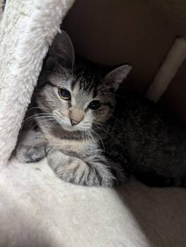 Rescue Domestic Short Hair Cats for Adoption - Poppy | PetCurious