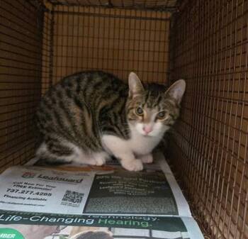 Domestic Short Hair Cats Available for Adoption - Banana Bread | PetCurious