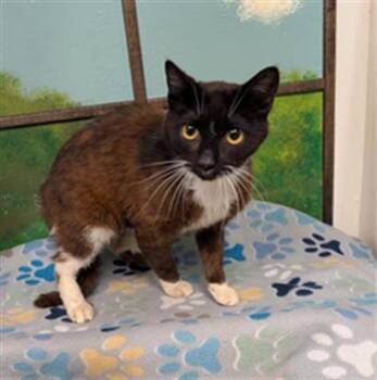 Domestic Short Hair Cats Available for Adoption in Houston, Texas - GROMMET | PetCurious