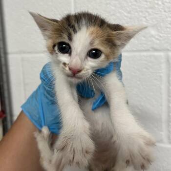 Astrid A4 -  Domestic Short Hair Cat for Adoption in Edinburg, Texas - Astrid A4 | PetCurious