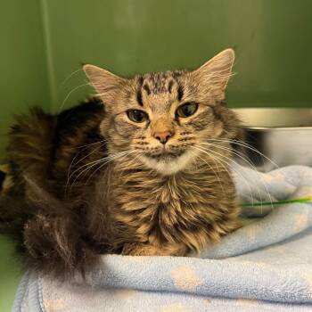 Rosemary -  Domestic Long Hair Cat for Adoption in Bloomington, Illinois - Rosemary | PetCurious