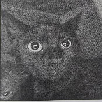 Cotonou HSPPR -  Domestic Short Hair Cat for Adoption in Denver, Colorado - Cotonou HSPPR | PetCurious