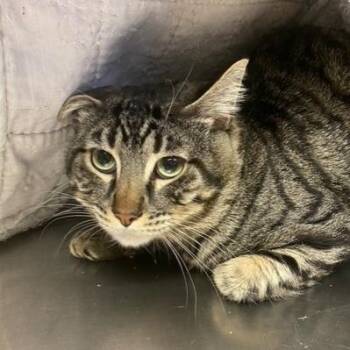 Logan -  Domestic Short Hair Cat for Adoption in Chehalis, Washington - Logan | PetCurious