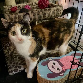 Katniss -  Domestic Short Hair Cat for Adoption in High View, West Virginia - Katniss | PetCurious