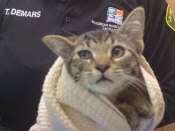 RUTABAGA -  Domestic Short Hair Cat for Adoption in Sacramento, California - RUTABAGA | PetCurious